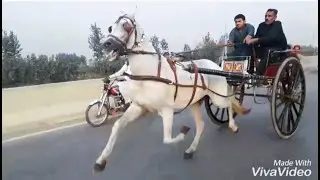 BABU RAJ GHORRA PESHAWAR HORSE RACE TRY 2021 PESHAWAR SUNDAY SHUGHAL KA BADSHAH BABU RAJ HORSE TRY