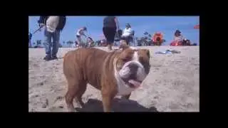 150 English bulldogs meet up at Rosie's Dog Beach