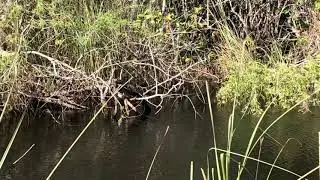 Florida Everglades Shark Valley Tram Tour