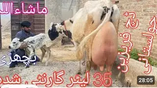 35 litre dudh ki guarantee rate 685000 raftaar number (037089 86171)