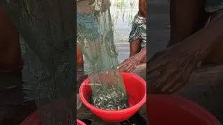 China jal। #shorts #fish #foryou #shortsfeed