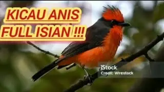 “GACOR TANPA HENTI!! BURUNG ANIS SUDAH L3VEL DEWA!!!
