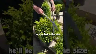 What is Soft Pruning and How Do I Do It?