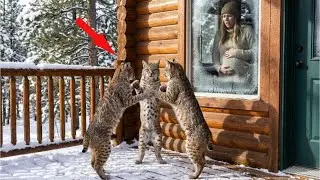 He Died Overseas 3 Years Ago&mdash;So Why Does This Wild BobCat Have His Eyes?
