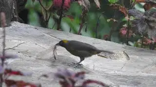 Dusky-faced Tanager