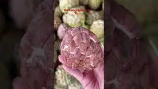 Beautiful Red Custard Apple fruit ❤️😋#healthyfruits #yummy #redcustardapplefruit #asmr #shortvideo