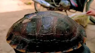 HÀNG SIÊU KHỦNG LẠI TỚI NỮA RỒI@
