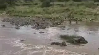 Wildebeest Crossing Mara River the Aftermath