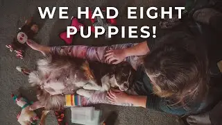 WE HAD EIGHT AUSTRALIAN SHEPHERD PUPPIES
