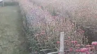 open field flower 🌼 Cultivation #openfield #soilfarming #farming #nature #flowerlover