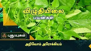 கர்ப்பப்பையில் கிருமிகளைப் போக்கி குழந்தைபேறு தரும் விழுதியிலை  | அறிவோம் அரோக்கியம்