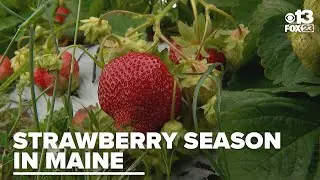 Short but sweet: Maine's strawberry season hits its peak