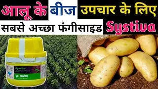 Potato Seed Treatment l Basf Systiva fungicide l आलू का बीज उपचार कैसे करें 
