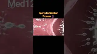 sperm fertilization process #viral #health #music #sperm #uk #amercia #destiny2 #fertilityawareness