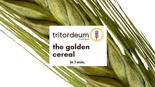 Tritordeum in 1 min