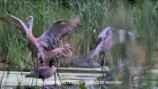 Love Across Species: The Canada Goose Raised by Sandhill Cranes