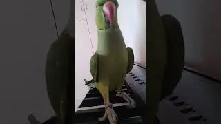 kiwi, perruche a collier qui parle