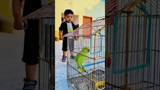 Main Tota Cute Parrot 🦜 #shorts #ytshorts #parrot #viral #viralshorts #parrot #family