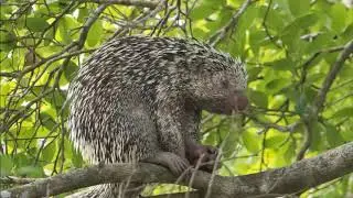 fauna y flora de monterrey casanare
