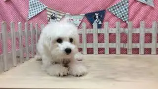 ペットショップcoo&riku No.389913　ビションフリーゼ