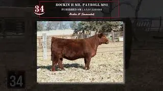 Rockin H Simmentals | March 15, 2025