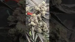 day 63 from exotic genetics dream factory under a different light