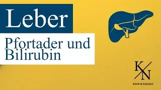Die Leber  verst&auml;ndlich erkl&auml;rt: von Pfortader bis Bilirubin