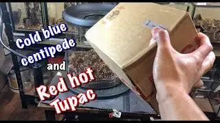 Unboxing Borneo Blue Centipede feat. Tupac - the leader of rebellion
