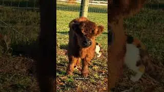 Mini cows get the zoomies! #minicow #cow #babyanimals #highlandcattle #babycows