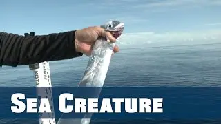 Mirror-like Cutlassfish From The Deep - Florida Sport Fishing TV