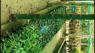 Forest office in Andaman and nicobar island's