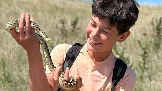Catching a very aggressive BULL SNAKE!