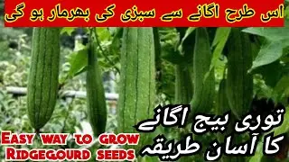 Kiya torai ka beej kese ugayen | How to sow ridgegourd #kitchengardening #ridgegourd #sowseed #beej