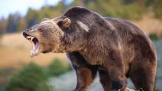 Top 10 Strongest Animals of Jungle || In the History**