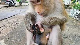 Baby Monkey Jessica sleeps getting milk so cute after the rain