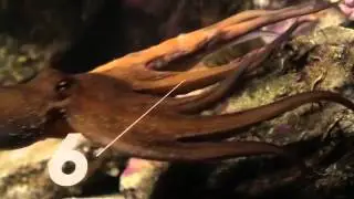 Le poulpe as du camouflage sous marin