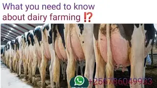 A farm visit to joy farm Kenya(ONE OF THE MOST SUCCESSFUL DAIRY FARMS IN East Africa)