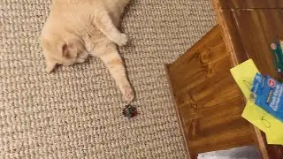 Lazy Cats & Christmas Trees
