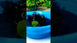 Wait for it | Slow Motion Water Experiment #satisfying #waterexperiments #slowmotion #shorts
