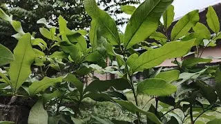 Peaceful Village ASMR | Wind in Trees, Rustling Leaves & Calm Rural Ambience