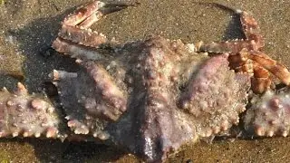 Can YOU see the alien? Monstrous crabs whose shells are thought to carry the eerie image ..