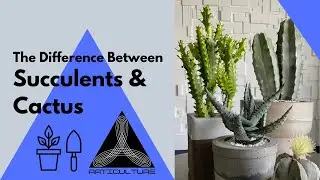 The Difference between Cactus and Succulents