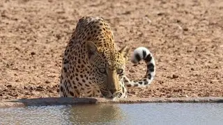 Leopard at waterhole