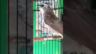 TRUCUK PIKAT Paling Gacor🤺 Terbukti Gacor Trucuk Lain