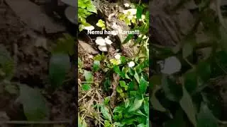 Petik jamur,jamur tiram liar#jamur,#jamurliar,##shorts