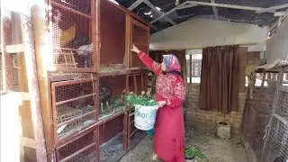 روتينا متعب لكن مريح للنفس تعالوا نوكل الدواجن ونعمل مرقد وبياضه للدجاج