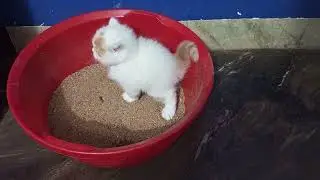Kitten First Time Using Litter Box