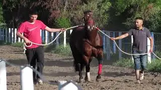 DETRAS DE LA VELOCIDAD