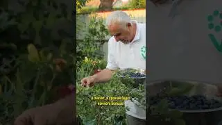 10 килограмм голубики с куста &ndash; это реально! Три важных момента весной