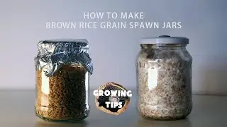 How To Make Brown Rice Grain Spawn Jars at Home - Organic Mushroom Cultivation